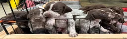 German Shorthaired Pointer dogs for sale: German Shorthaired Pointer Puppy 5 - Ad 1