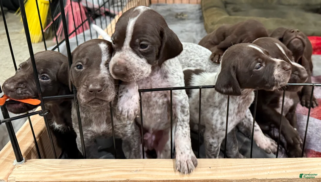 German Shorthaired Pointer dogs for sale: German Shorthaired Pointer Puppy 5 - Ad 1