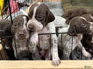 German Shorthaired Pointer dogs German Shorthaired Pointer Puppy 5 - Ad 6