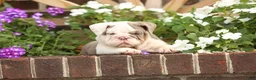 English Bulldog dogs for sale: Amber - Ad 1