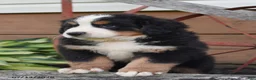 Bernese Mountain Dog dogs for sale: Rosco - Ad 2