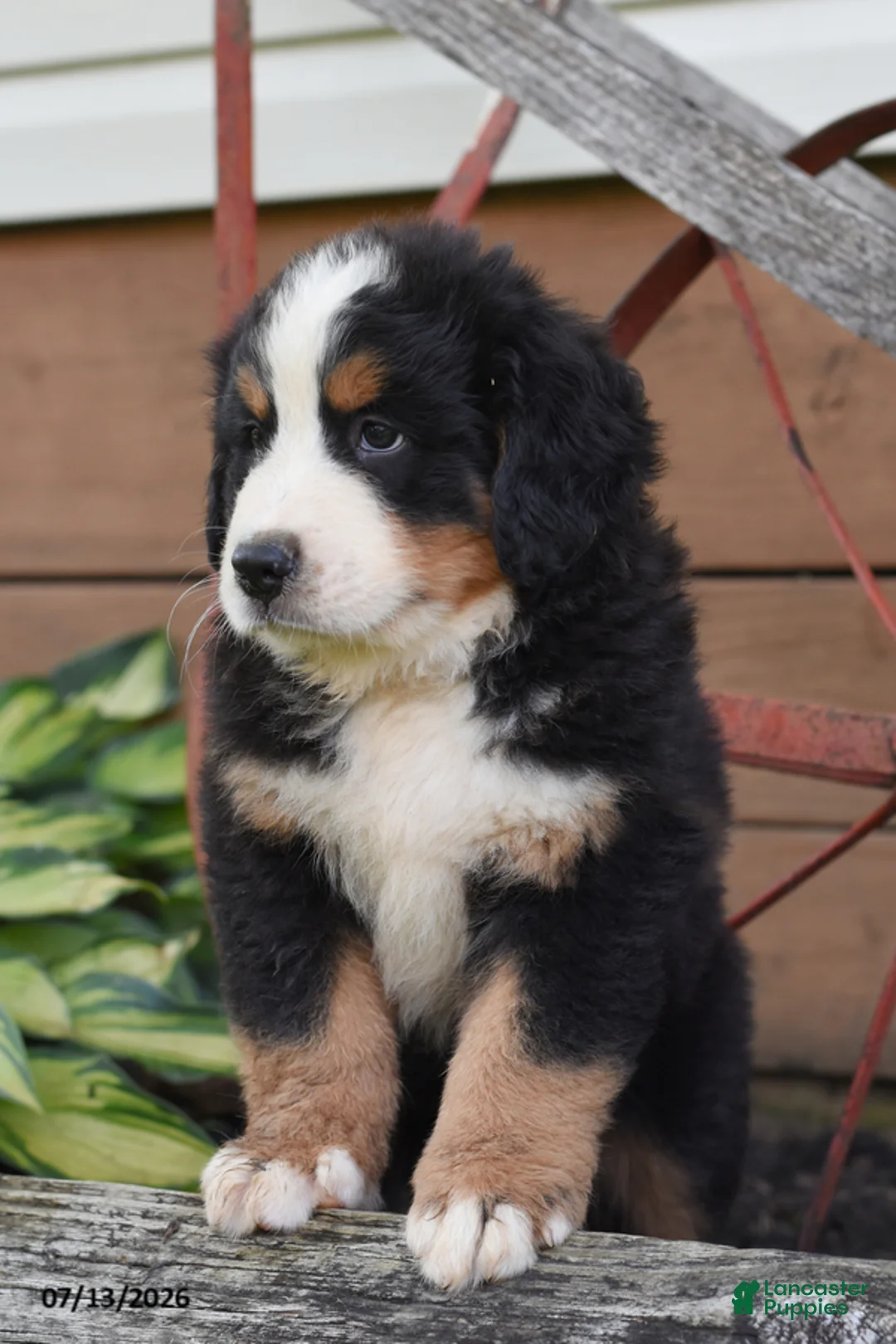 Bernese Mountain Dog dogs for sale: Rosco - Ad 2