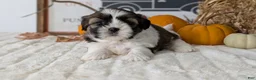 Shih Tzu dogs for sale: Kya - Ad 8