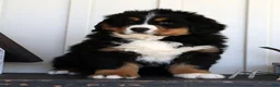 Bernese Mountain Dog dogs for sale: Charlie - Ad 3