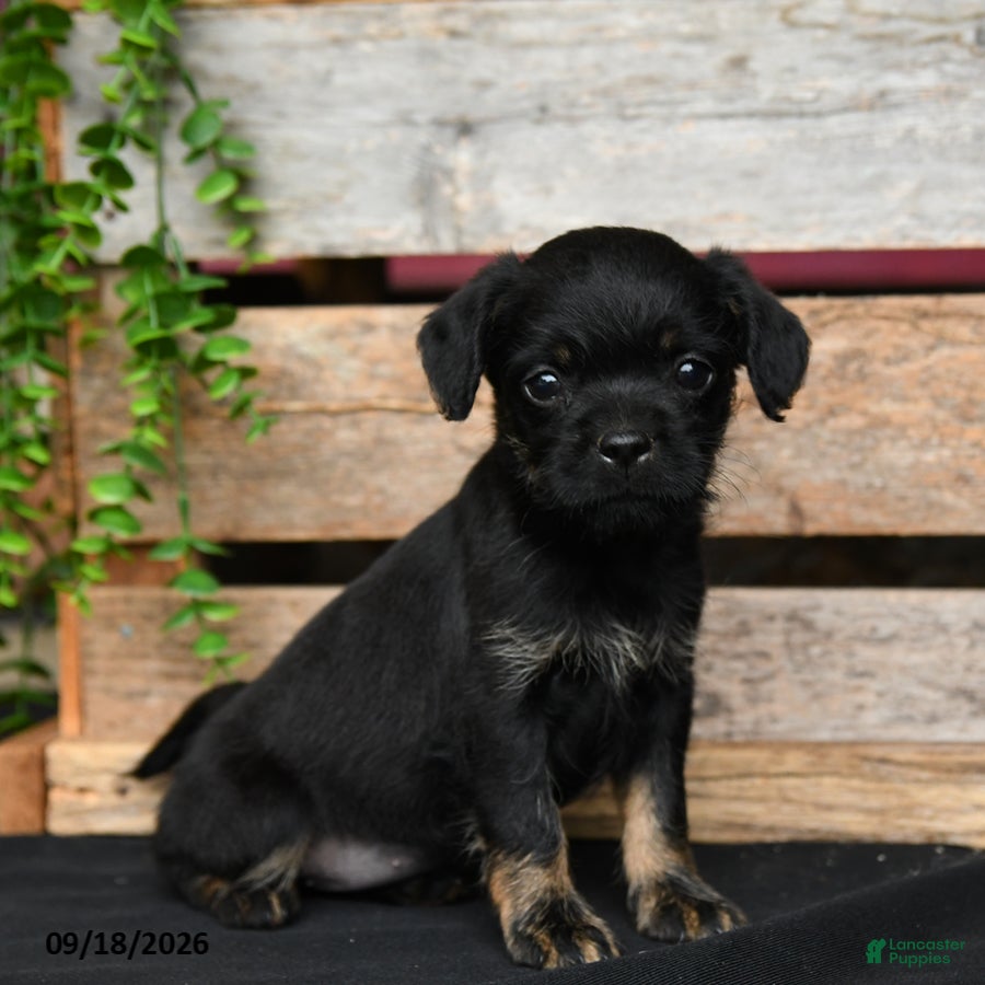 Mixed Breed dogs Tiffany - Ad 1