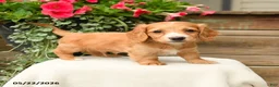 Dachshund dogs for sale: Shawn  - Ad 1
