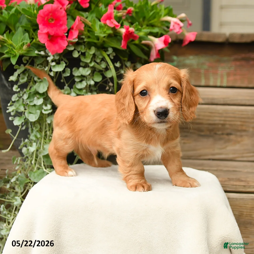 Dachshund dogs for sale: Shawn  - Ad 1