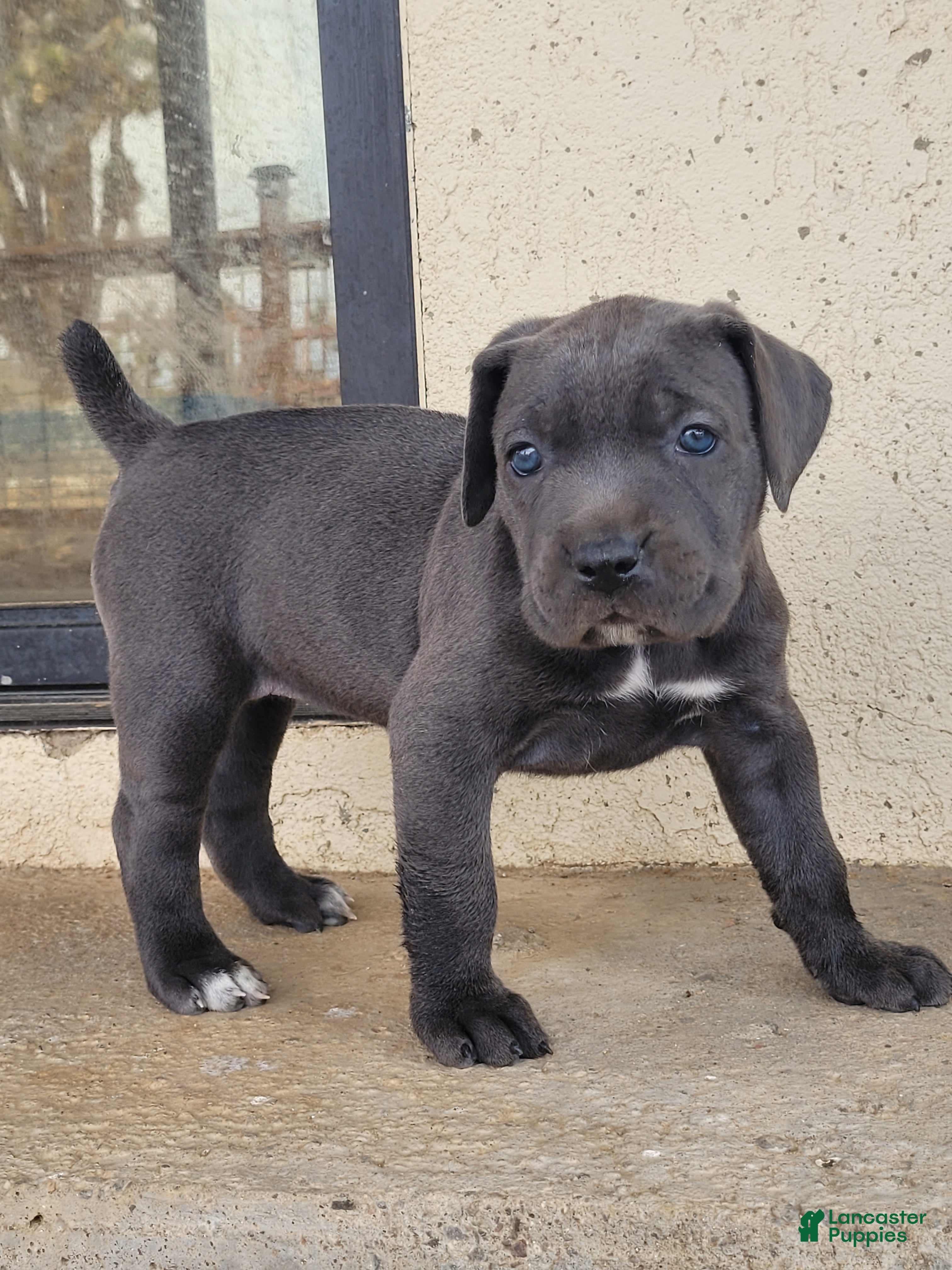 Cane Corso dogs Stella - Ad 1