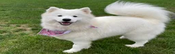 Samoyed dogs for sale: Finn - Ad 4
