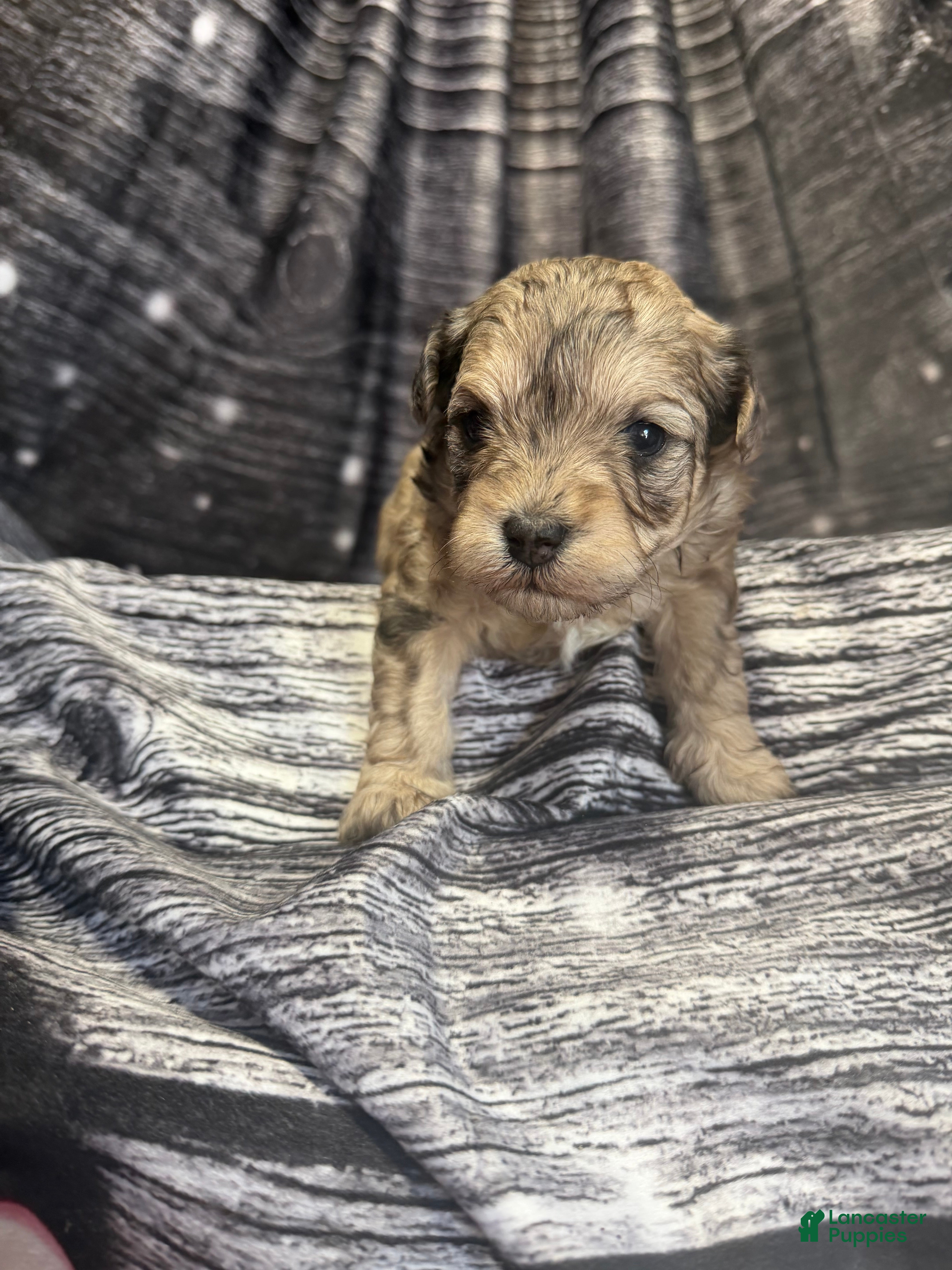 Maltipoo dogs Maltipoo Puppy 2 - Ad 5