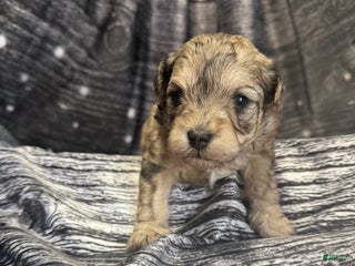 Maltipoo dogs Maltipoo Puppy 2 - Ad 5