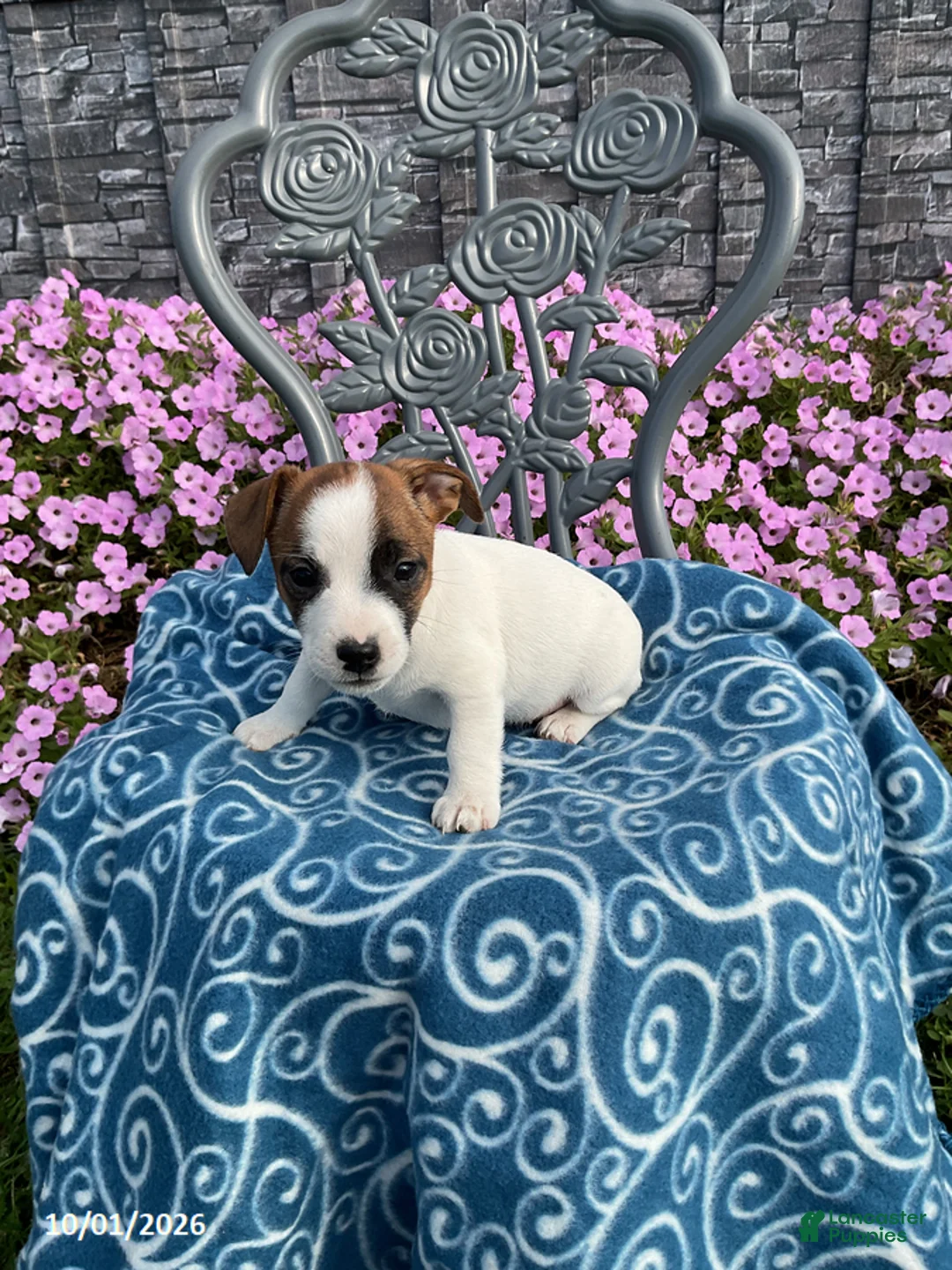 Jack Russell Terrier dogs for sale: Kaylee - Ad 1