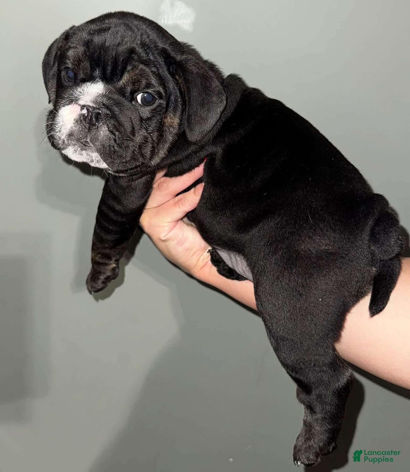 English Bulldog dogs Widow - Ad 18