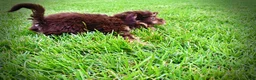 Havapoo dogs for sale: Frisky - Ad 15
