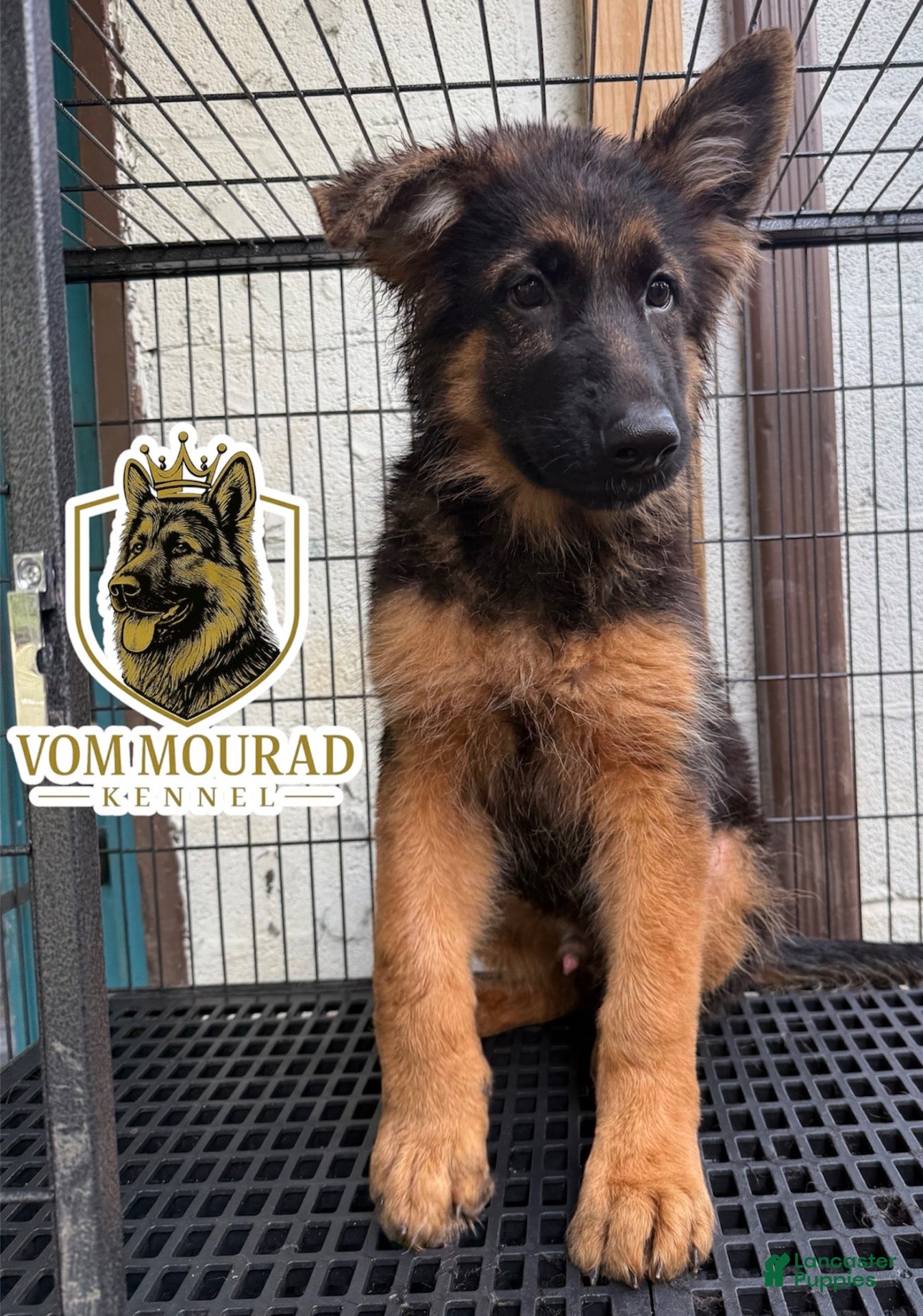 German Shepherd dogs German Shepherd 1 - Ad 38