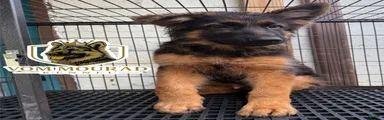 German Shepherd 1