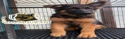 German Shepherd dogs for sale: German Shepherd 1 - Ad 1