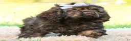 Cocker Spaniel dogs for sale: Morningstar - Ad 3