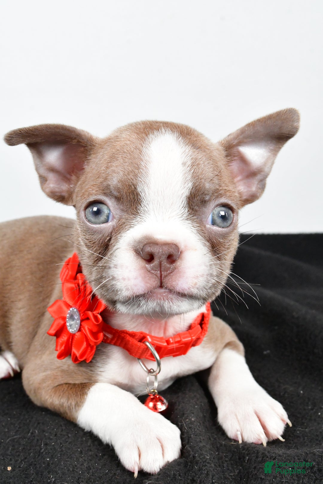 Boston Terrier dogs for sale: Yvonne - Ad 3