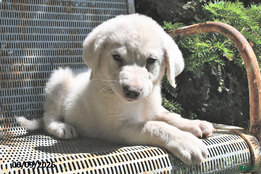 Great Pyrenees dogs for sale: Maverick - Ad 1