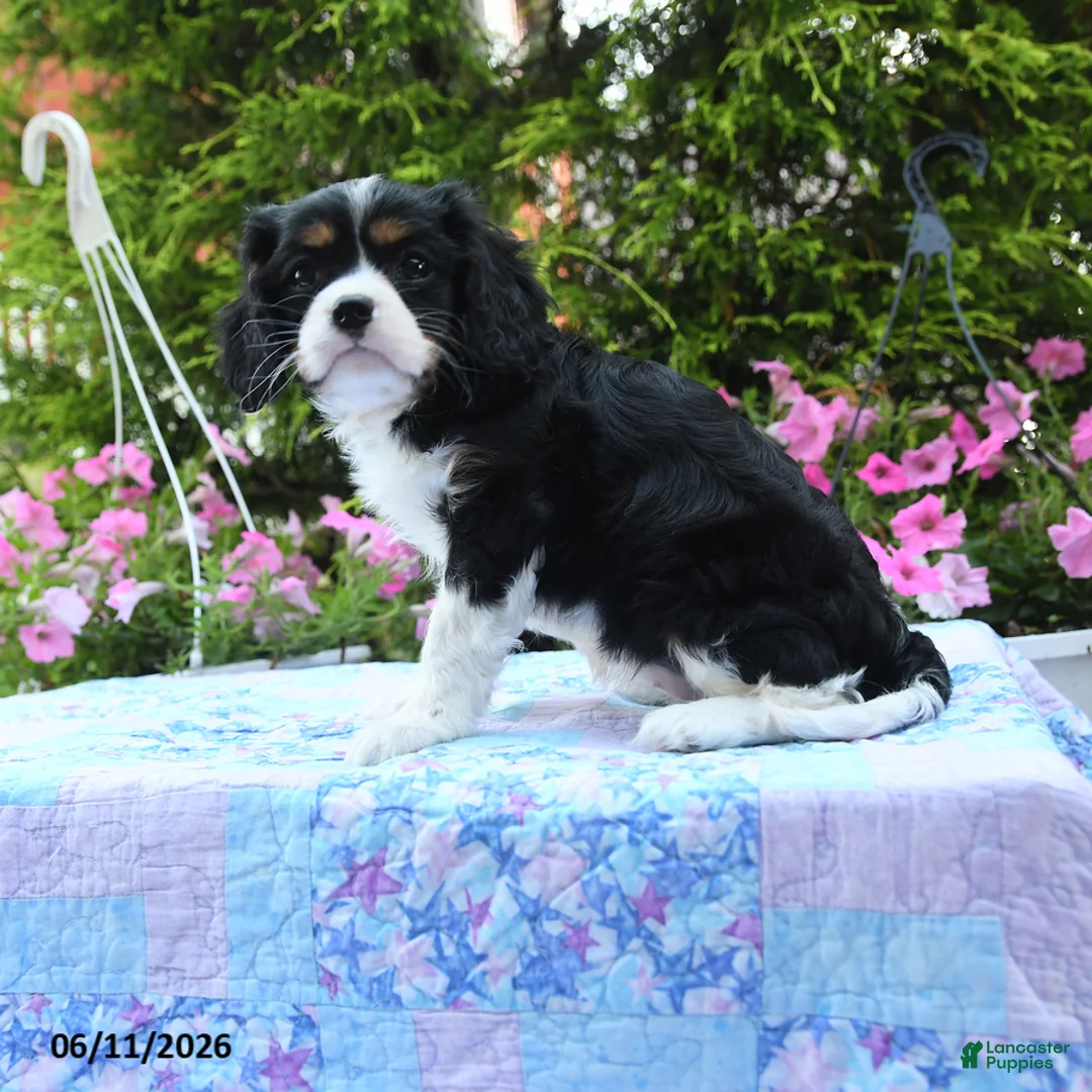 Cavalier King Charles Spaniel dogs for sale: Iris - Ad 3