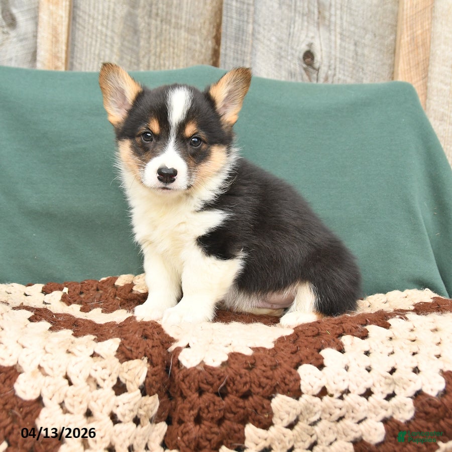 Welsh Corgi Pembroke dogs Hayden - Ad 1