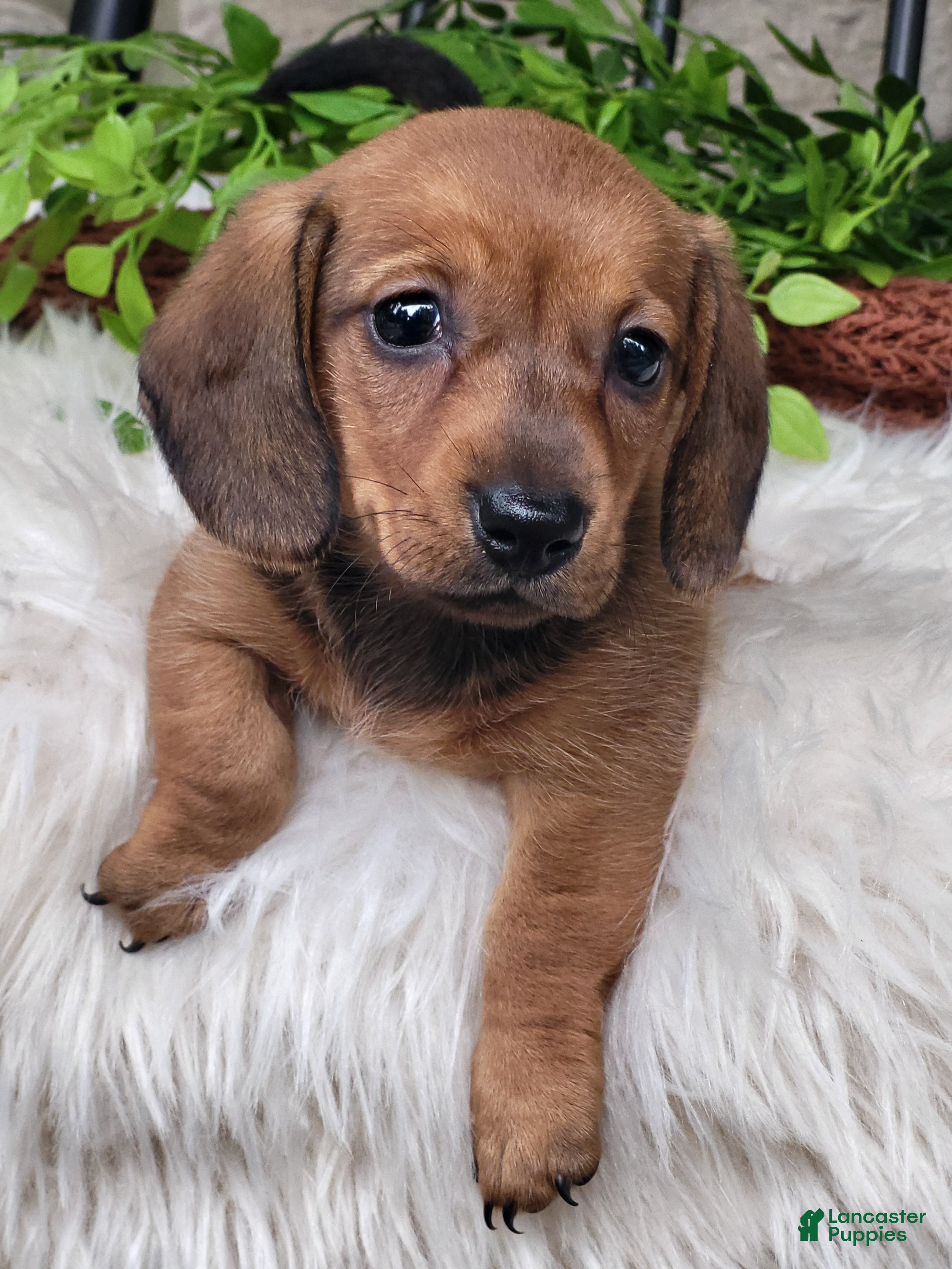 Miniature Dachshund dogs Butterscotch 💞 - Ad 1