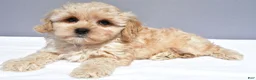 Cavapoo dogs for sale: Lyndon - Ad 6