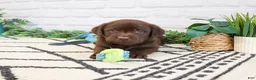 Labrador Retriever dogs for sale: Timon  - Ad 6