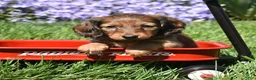 Miniature Dachshund dogs for sale: Dolly - Ad 1