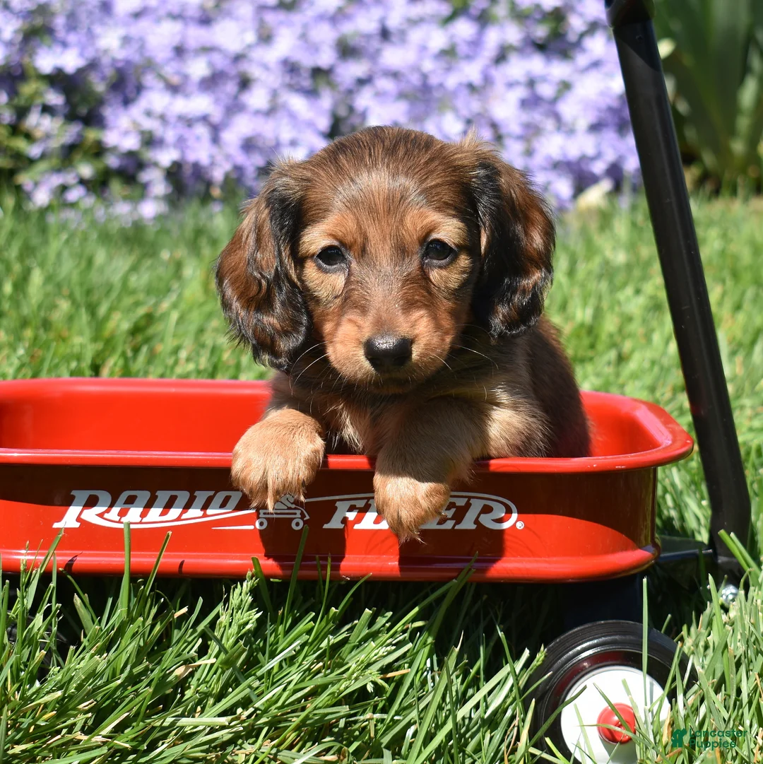 Miniature Dachshund dogs for sale: Dolly - Ad 1
