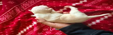 Chihuahua Puppy 4