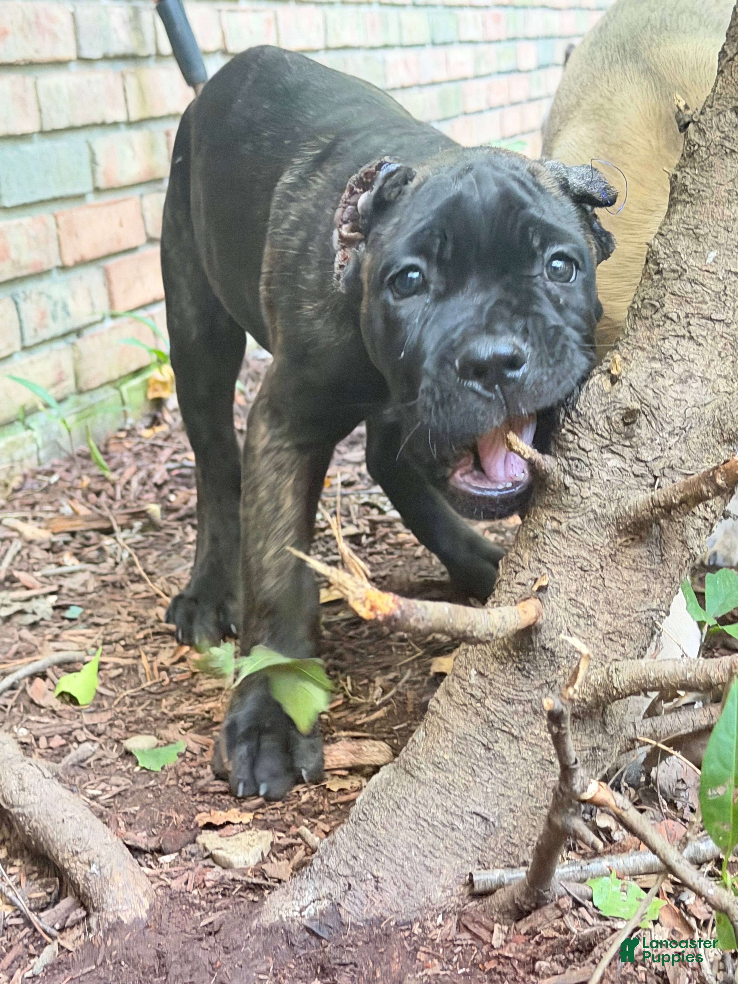 Cane Corso (Cane Corso, Female) in Massillon, OH