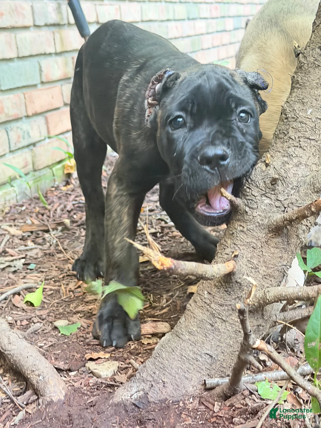Cane Corso dogs for sale: Cane Corso 3 - Ad 1