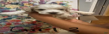Cocker Spaniel 5