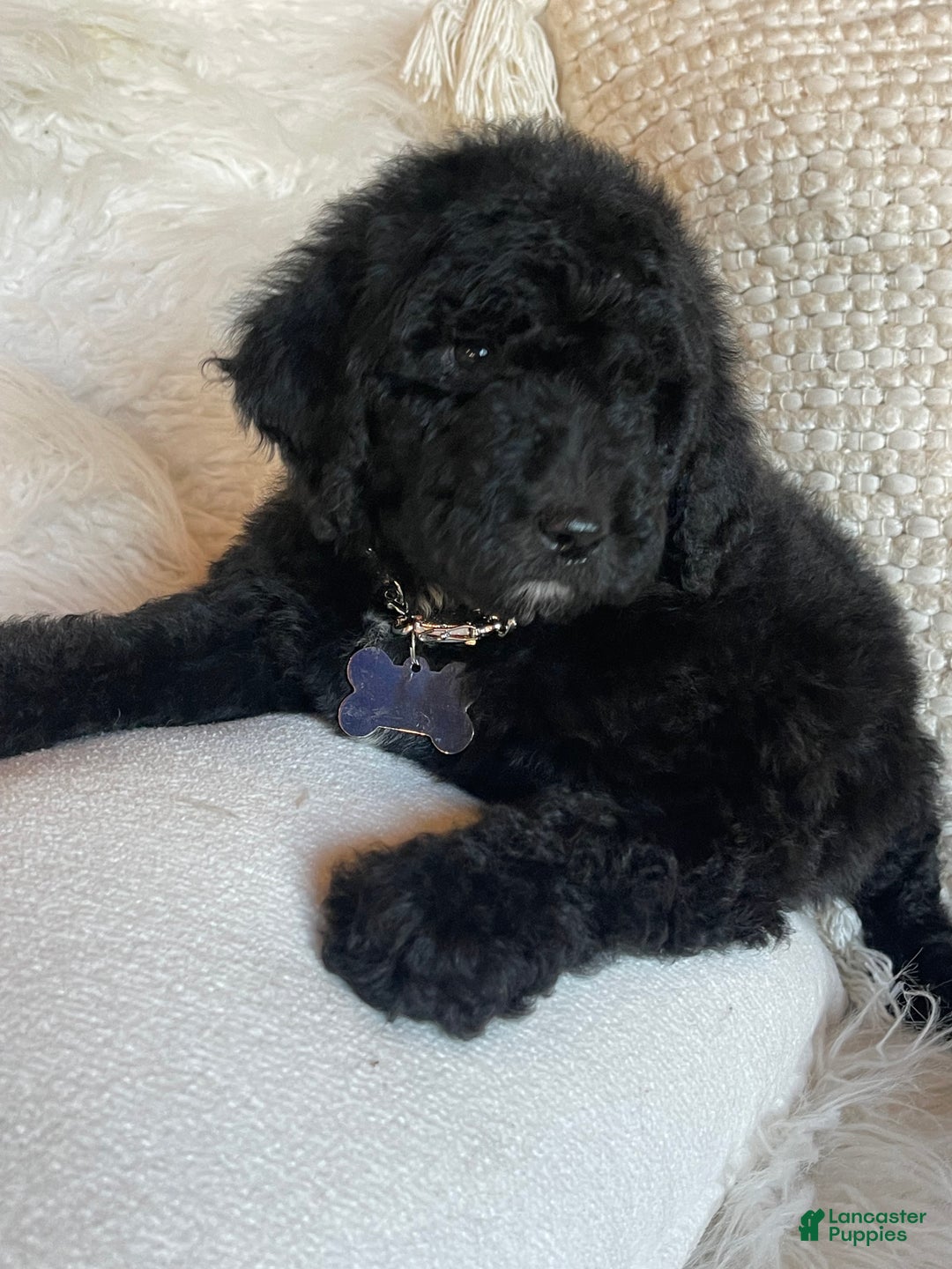 Goldendoodle dogs for sale: “Mistletoe” CKC Goldendoodle 🐶 parents dna/health tested clear - Ad 1