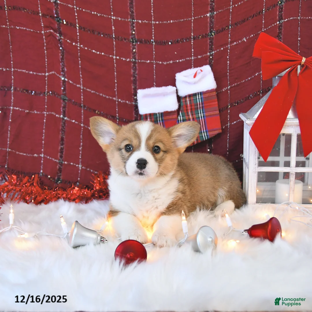 Welsh Corgi Pembroke dogs for sale: Mandy - Ad 12