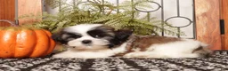 Shih Tzu dogs for sale: Asher - Dapper Little Male Shihtzu - Ad 3