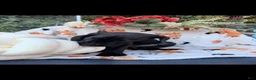 Great Dane dogs for sale: Great Dane 6 - Ad 6