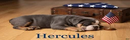 English Bulldog dogs for sale: Hercules - Ad 2