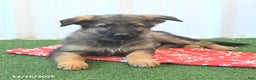 German Shepherd dogs for sale: Hassel - Ad 4