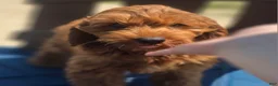 Cockapoo dogs for sale: Milan - Ad 12