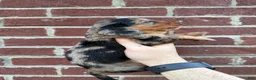 Miniature Dachshund dogs for sale: Hallie  - Ad 2