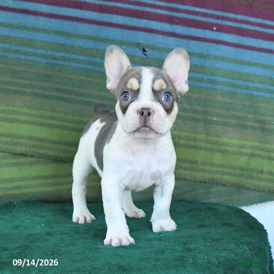 French Bulldog dogs Ozzy - Ad 1