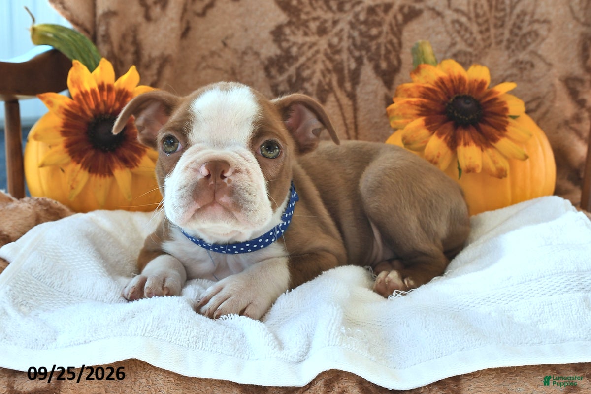 Boston Terrier dogs Curious George - Ad 2