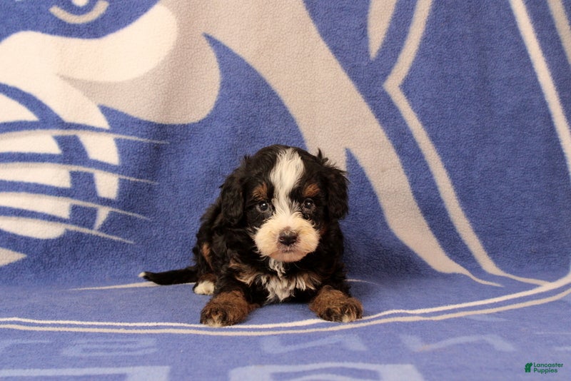 Mini Bernedoodle dogs Ensley - Ad 2