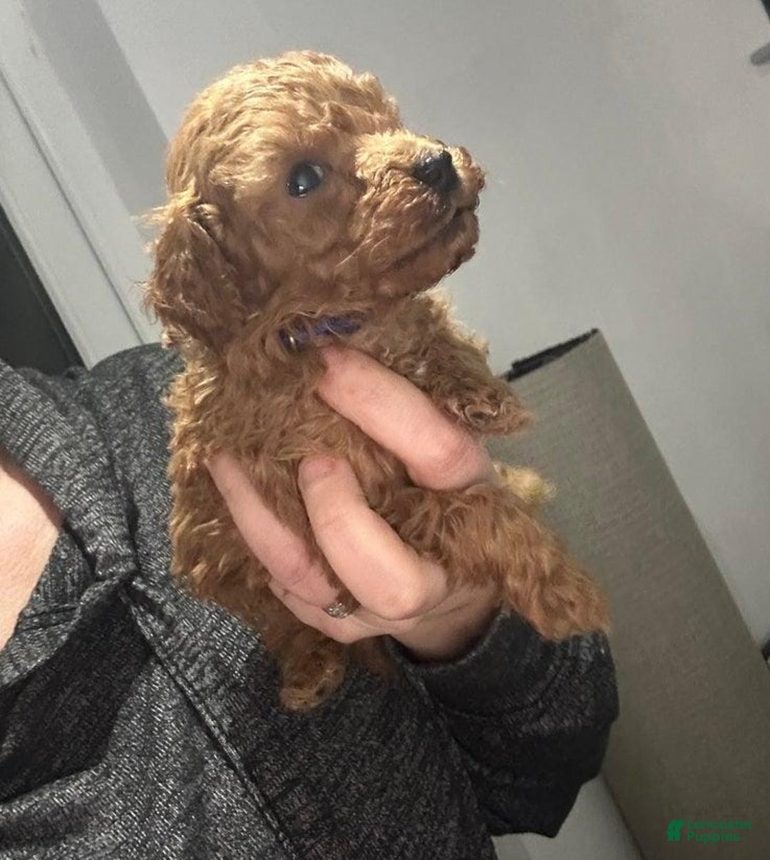 Toy Poodle dogs for sale: Lucia - Ad 10