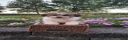 Teddy Bear dogs for sale: Diamond - Ad 5
