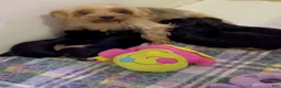 Yorkshire Terrier dogs for sale: Yorkshire Terrier 3 - Ad 4
