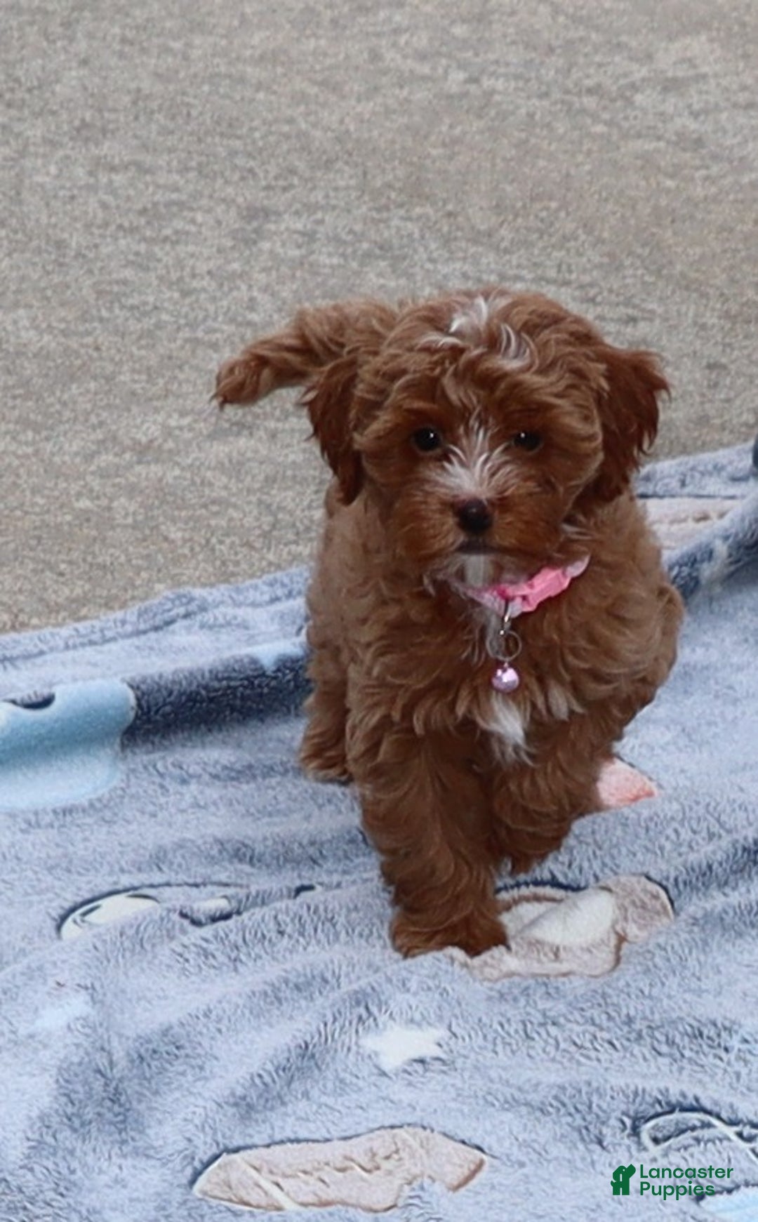 Havapoo dogs for sale: Ember 🌷👨‍👨‍👧‍👦💞🐕 - Ad 1